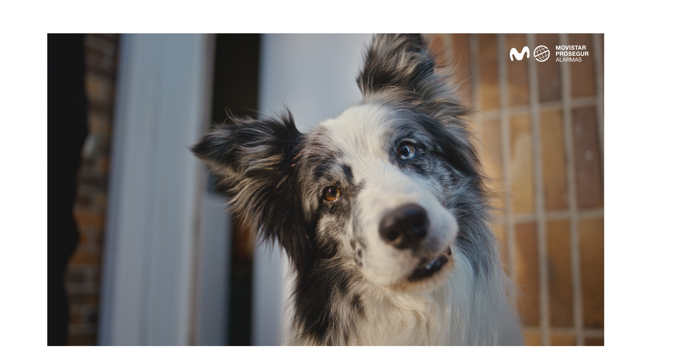 perros guardianes ,se dedicarán , a otra cosa ,campaña ,Movistar Prosegur Alarmas , VMLY&R Spain, agencia de brand , customer experience, programapublicidad