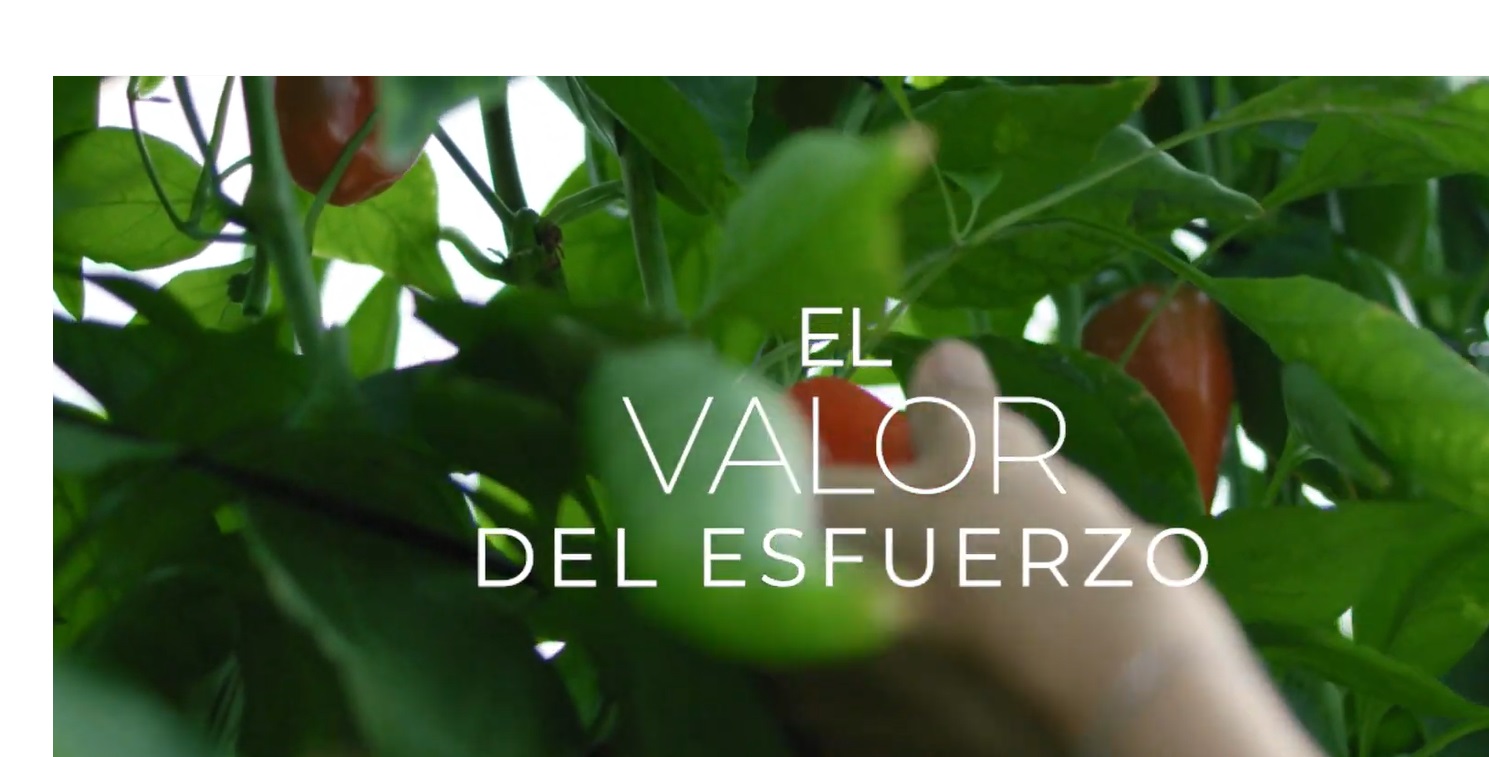 #ElValorDelEsfuerzo, tactics, cooperativas, Agro-alimentarias ,Andalucía,programapublicidad